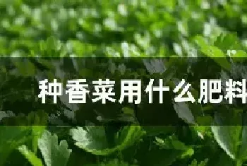 种香菜用什么肥料最好