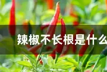 辣椒不长根是什么原因