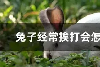 兔子经常挨打会怎么样