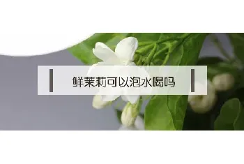 鲜茉莉可以泡水喝吗