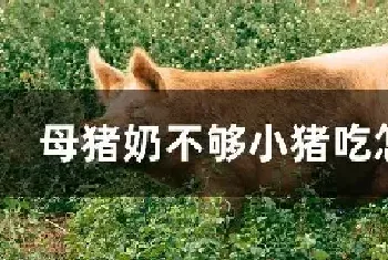 母猪奶不够小猪吃怎么办