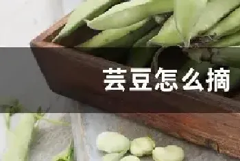 芸豆怎么摘