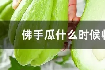 佛手瓜什么时候收获