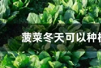 菠菜冬天可以种植吗