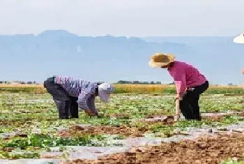 西瓜病虫害有哪些