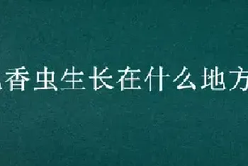 九香虫生长在什么地方怎样捕捉