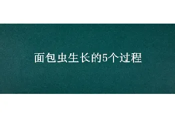 面包虫生长的5个过程