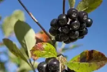 黑果花楸怎么泡酒步骤 黑果花楸怎么吃好