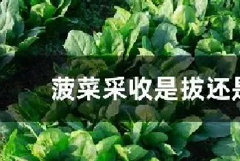 菠菜采收是拔还是剪