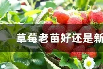 草莓老苗好还是新苗好