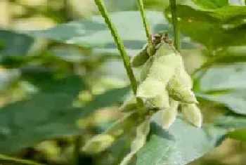 毛豆种植的行株距是多少