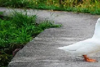 养鸭棚子的搭建