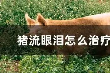 猪流眼泪怎么治疗方法