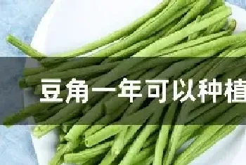 豆角一年可以种植几次