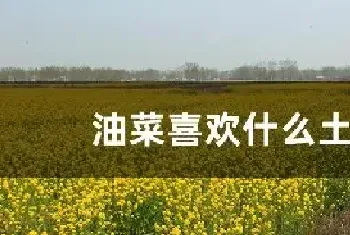 油菜喜欢什么土壤