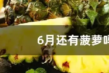 6月还有菠萝吗