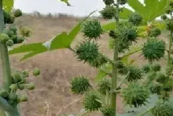 蓖麻是什么科植物