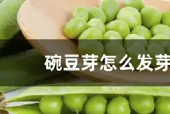 碗豆芽怎么发芽快