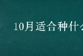 10月适合种什么菜