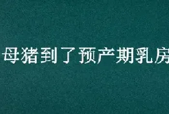 母猪到了预产期乳房没变化