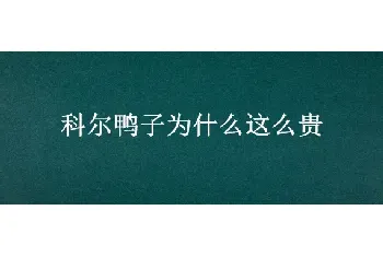 科尔鸭子为什么这么贵