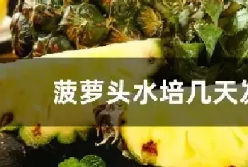 菠萝头水培几天发芽