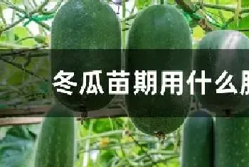 冬瓜苗期用什么肥料