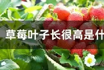 草莓叶子长很高是什么原因