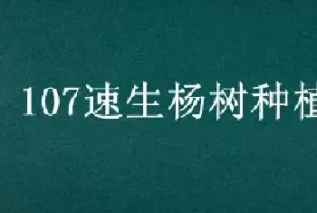 107速生杨树种植间距