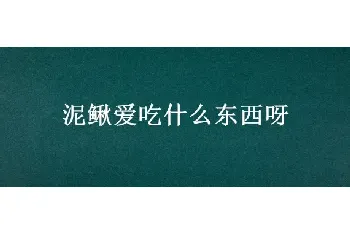 泥鳅爱吃什么东西呀?