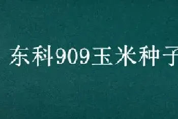 东科909玉米种子简介