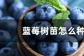 蓝莓树苗怎么种植