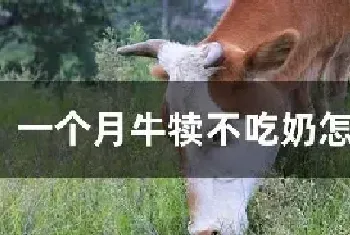 一个月牛犊不吃奶怎么回事