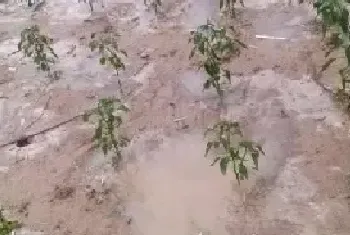 暴雨对农作物的危害可以申请国家补助吗