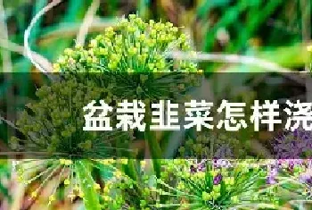 盆栽韭菜怎样浇水