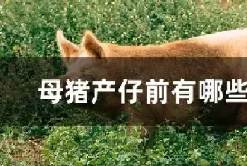 母猪产仔前有哪些症状