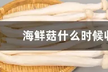 海鲜菇什么时候收获