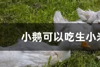 小鹅可以吃生小米吗