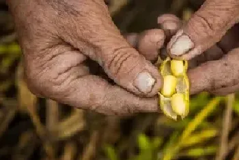 大豆种植技术