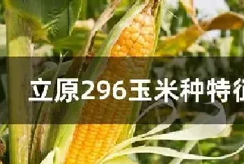 立原296玉米种特征特性