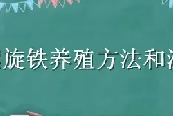 螺旋铁养殖方法和注意事项