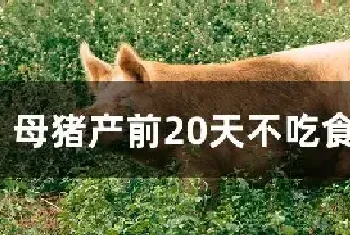 母猪产前20天不吃食怎么办