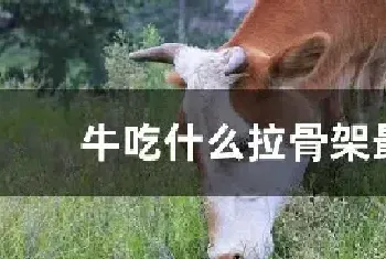 牛吃什么拉骨架最快