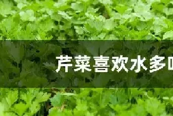 芹菜喜欢水多吗