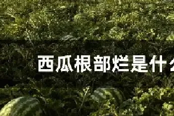 西瓜根部烂是什么病