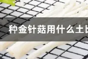 种金针菇用什么土比较好