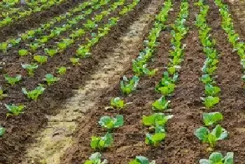 2月适合种植什么菜