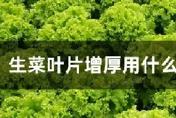 生菜叶片增厚用什么叶面肥