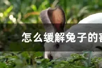 怎么缓解兔子的害怕