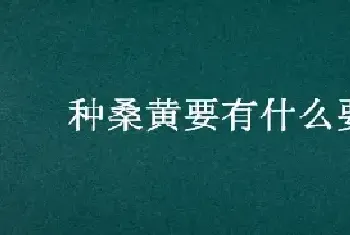 种桑黄要有什么要求